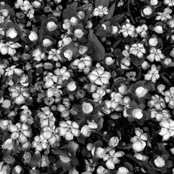 A cidade se vê de novo na Feira Orgânica do Esplanada