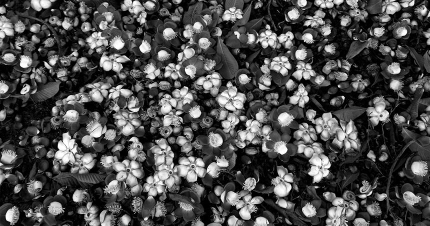 A cidade se vê de novo na Feira Orgânica do Esplanada