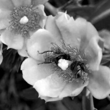 O que as abelhas revelam sobre a saúde de uma cidade