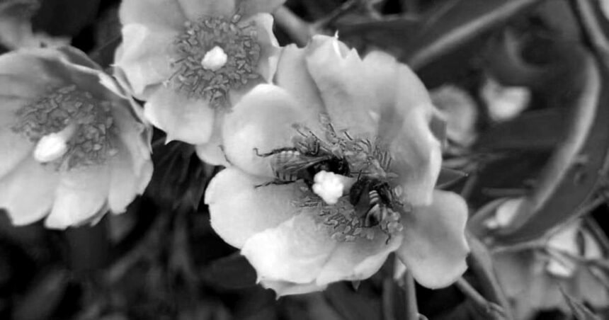 O que as abelhas revelam sobre a saúde de uma cidade